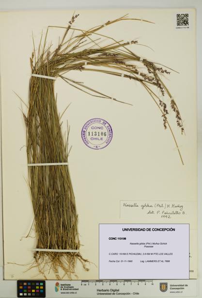Nassella gibba [Espécimen: UDEC:CONC:0113106]