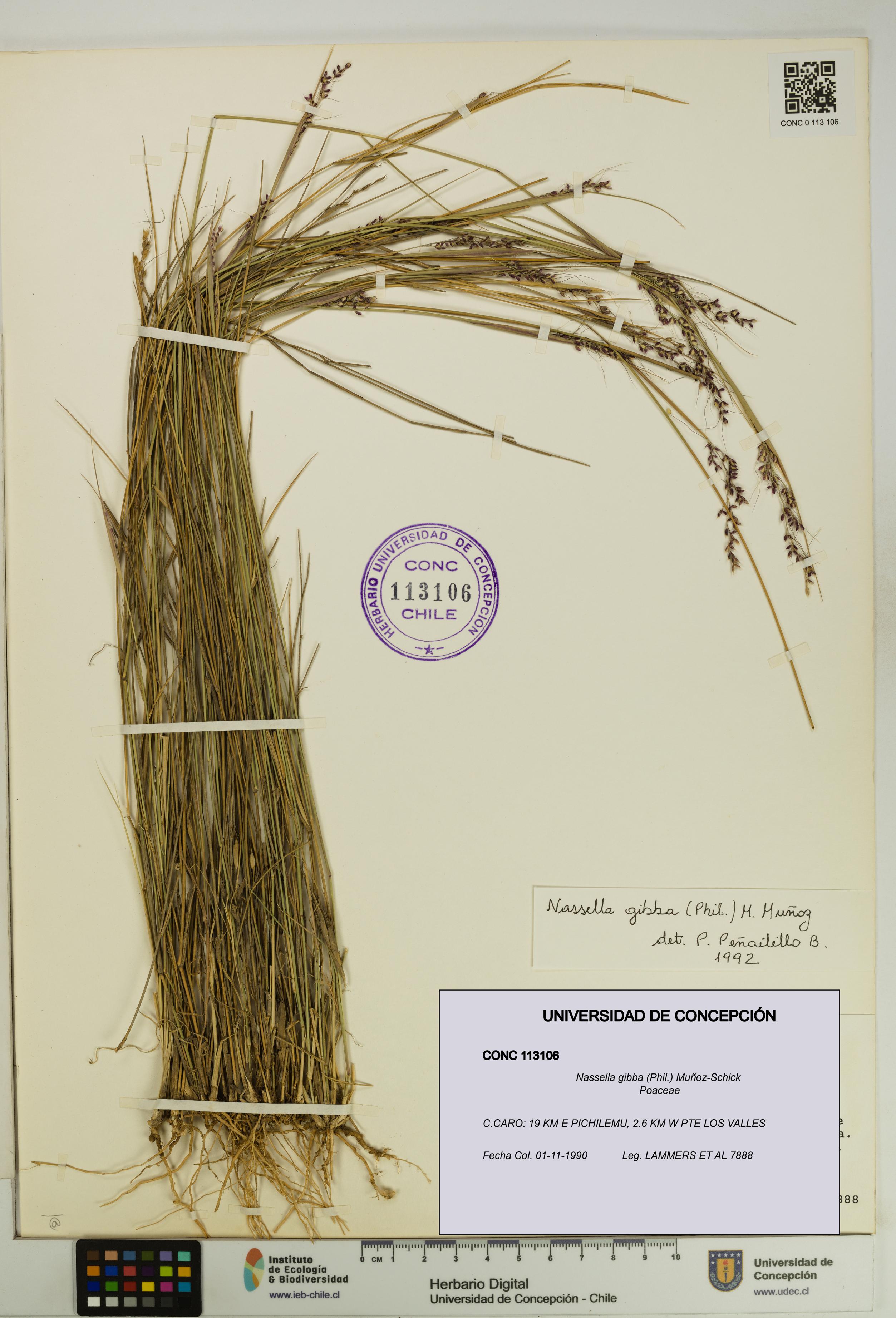 Nassella gibba [Espécimen: UDEC:CONC:0113106]