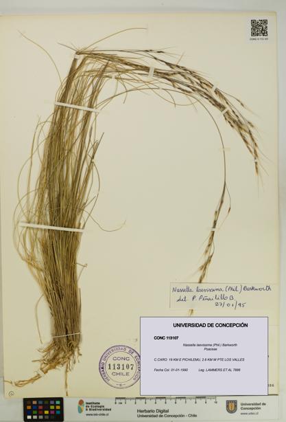 Nassella laevissima [Espécimen: UDEC:CONC:0113107]