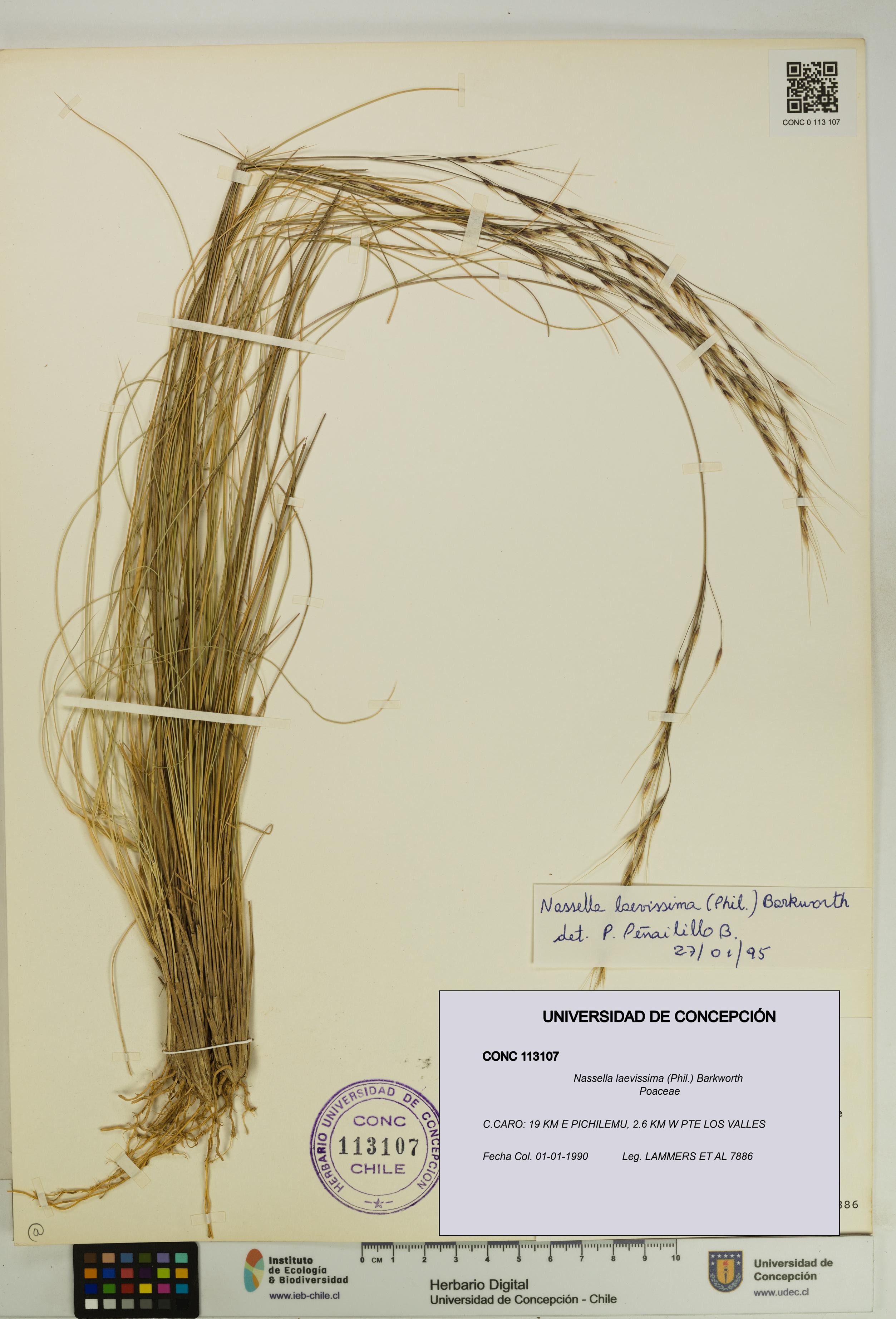 Nassella laevissima [Espécimen: UDEC:CONC:0113107]