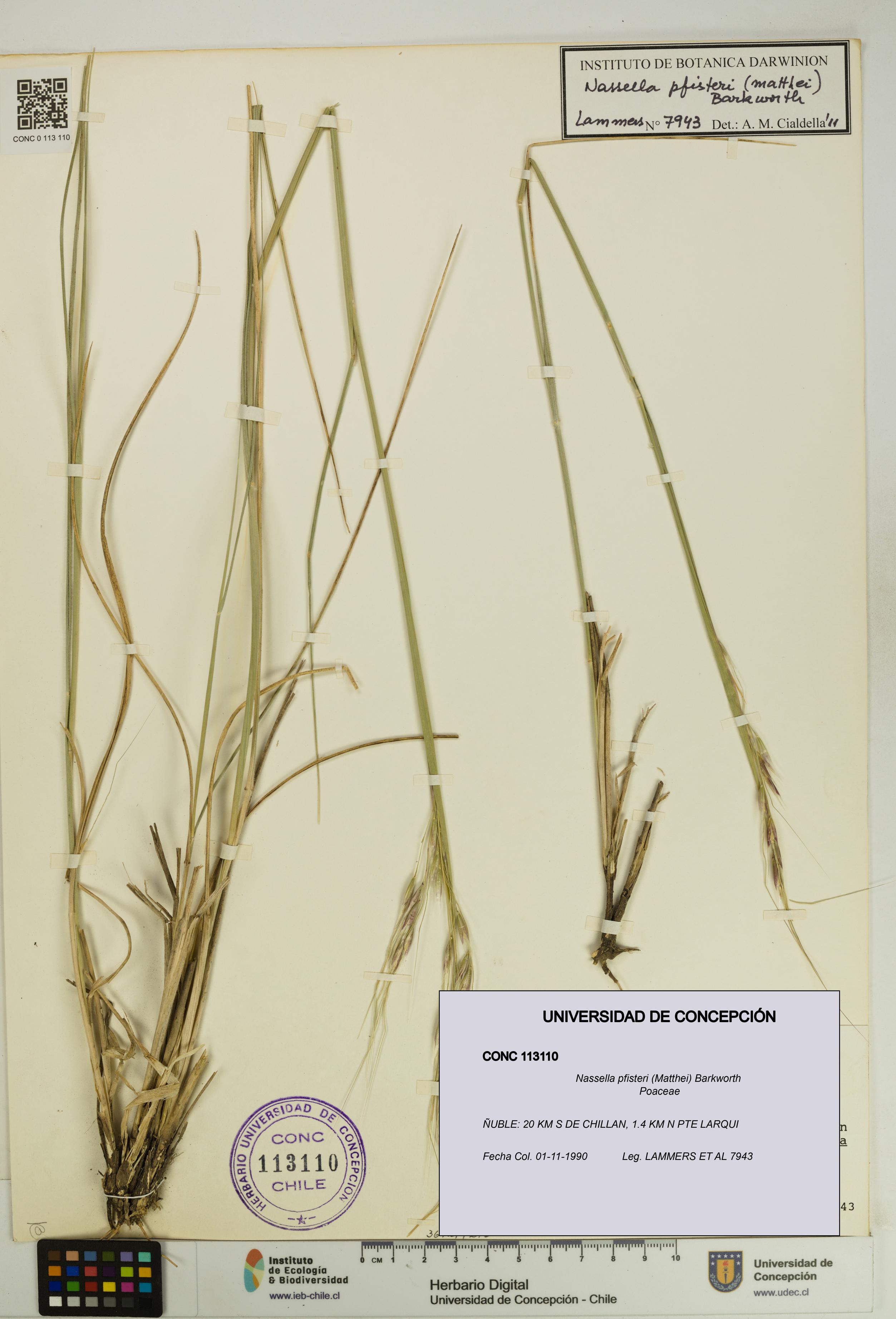 Nassella pfisteri [Espécimen: UDEC:CONC:0113110]