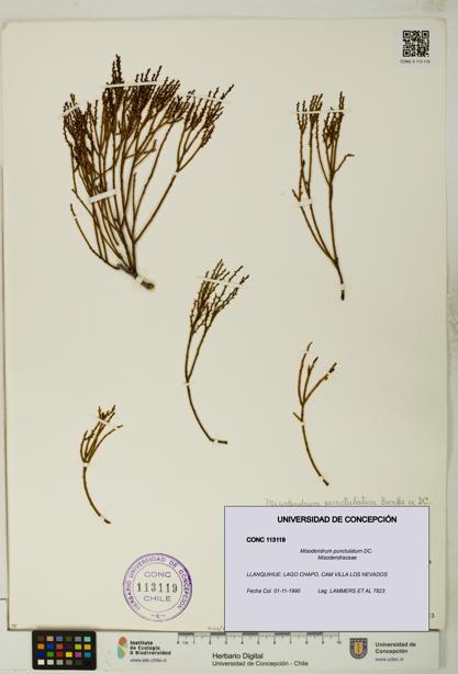 Misodendrum punctulatum [Espécimen: UDEC:CONC:0113119]