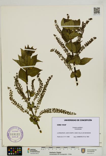 Coriaria ruscifolia [Espécimen: ]