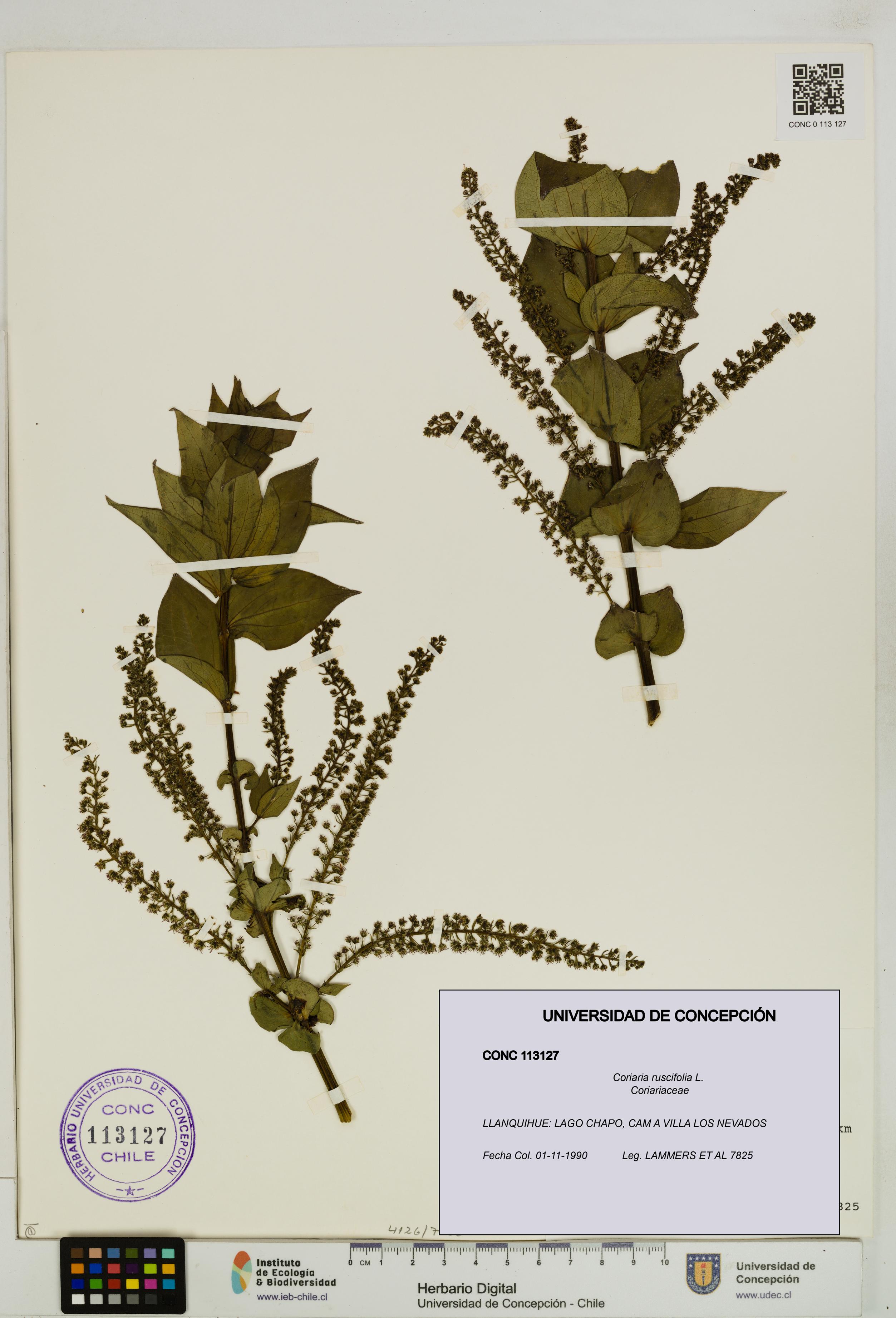 Coriaria ruscifolia [Espécimen: ]