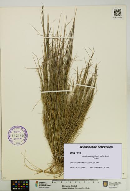 Nassella gigantea [Espécimen: UDEC:CONC:0113140]