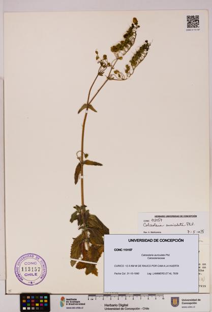 Calceolaria auriculata [Espécimen: UDEC:CONC:0113157]