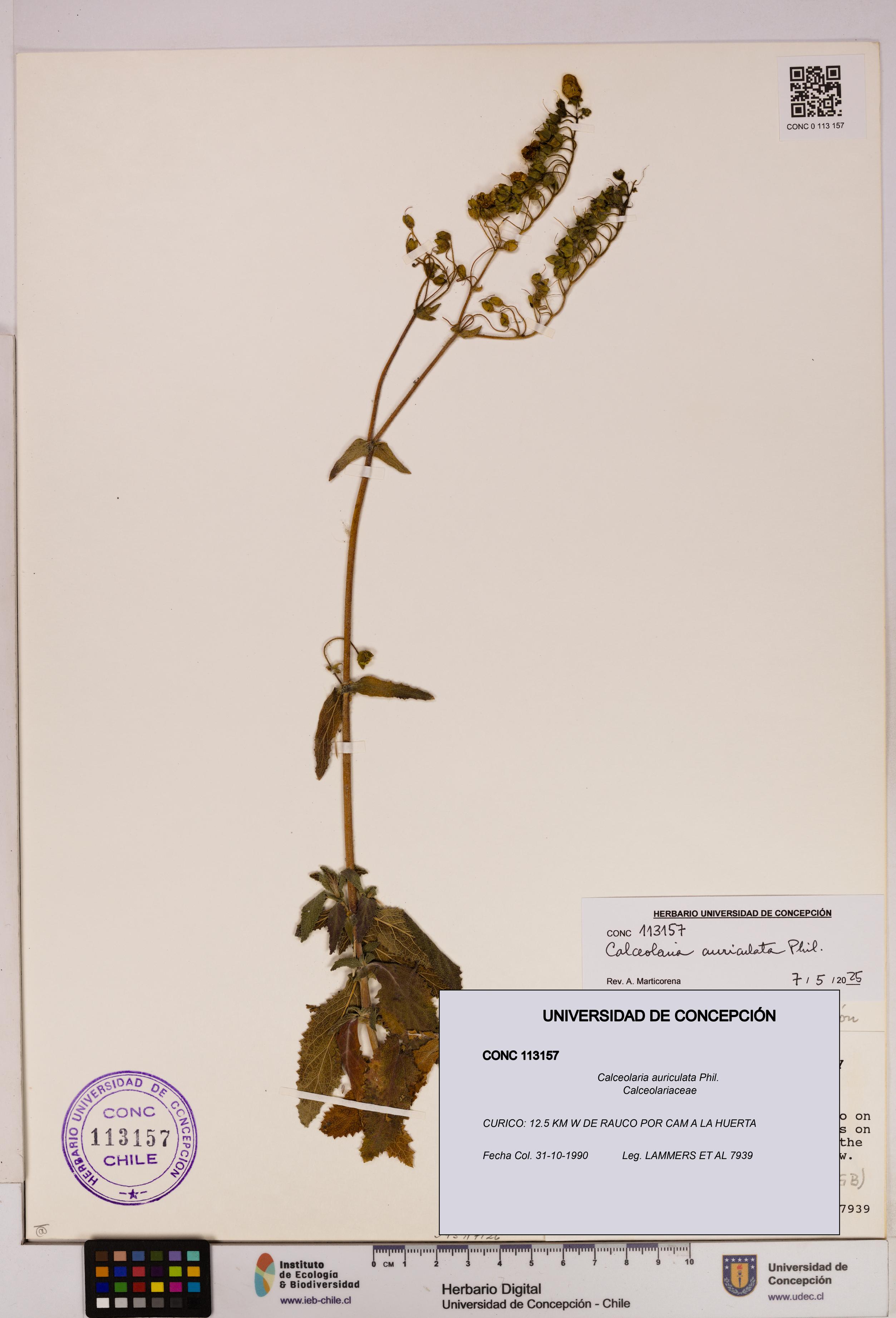 Calceolaria auriculata [Espécimen: UDEC:CONC:0113157]
