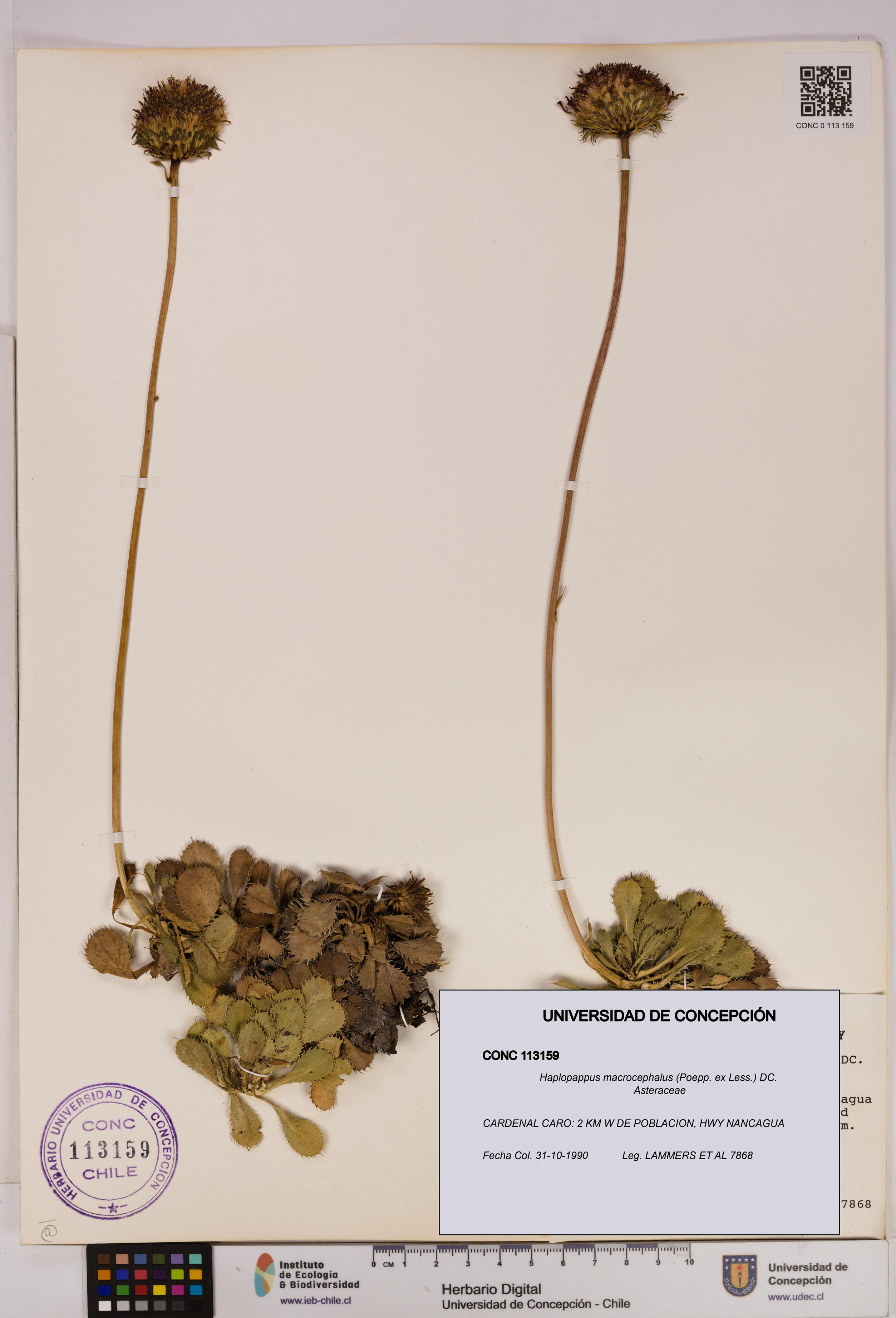 Haplopappus macrocephalus [Espécimen: UDEC:CONC:0113159]