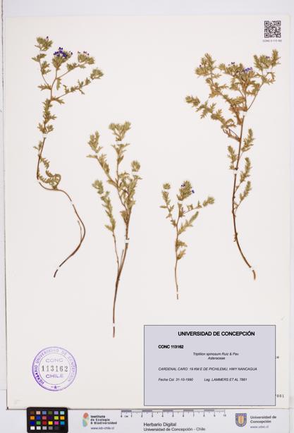Triptilion spinosum [Espécimen: ]