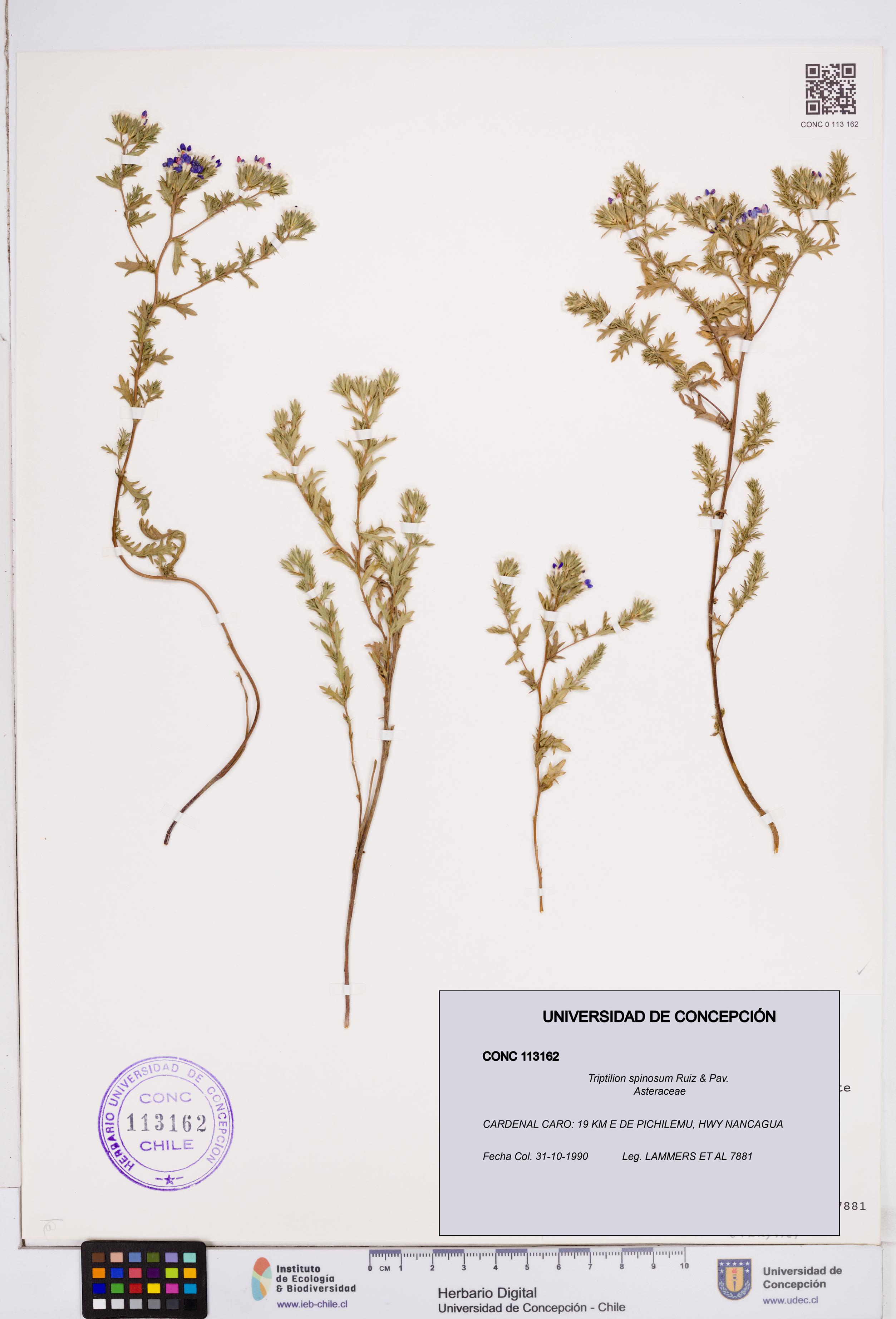 Triptilion spinosum [Espécimen: ]