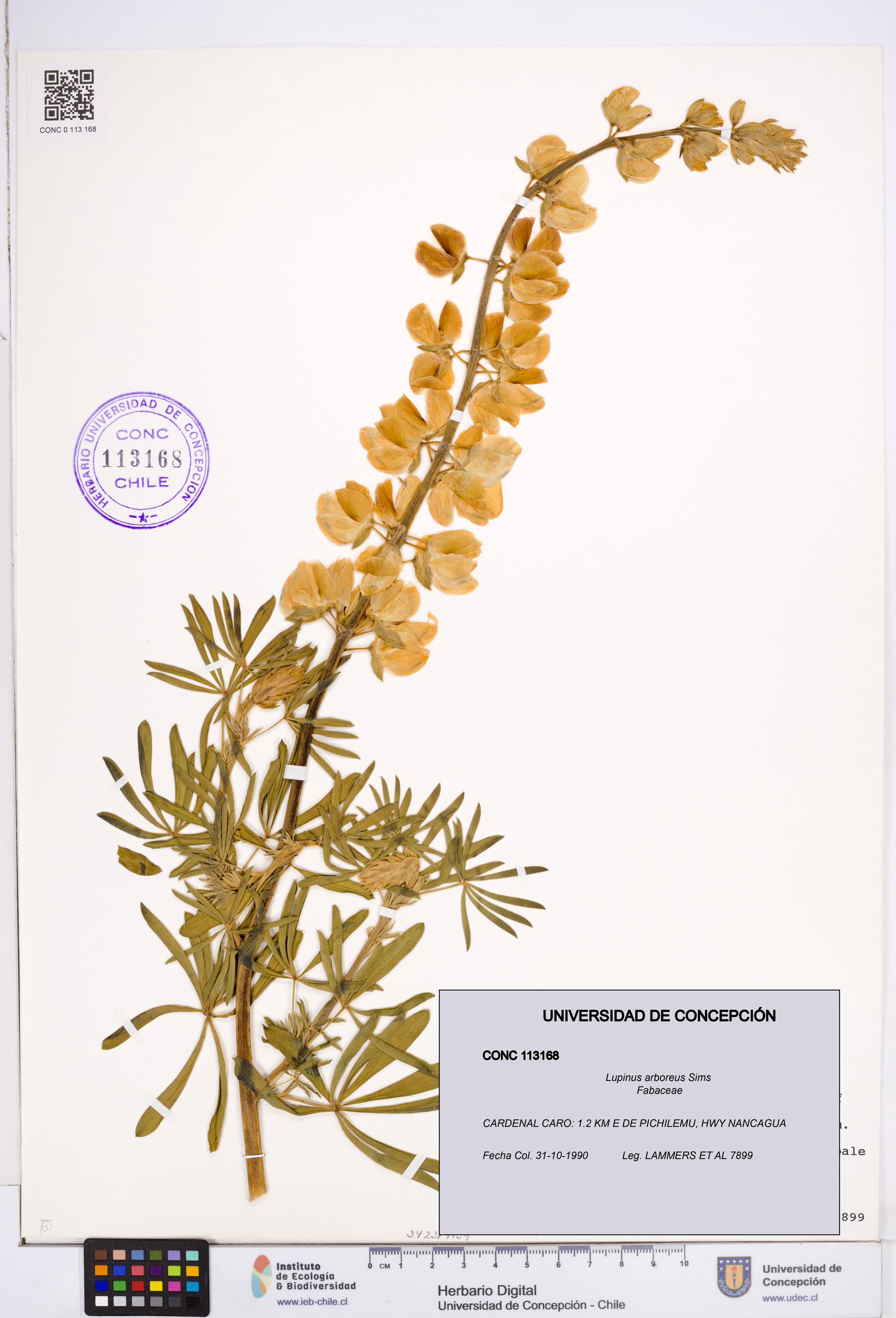 Lupinus arboreus [Espécimen: ]