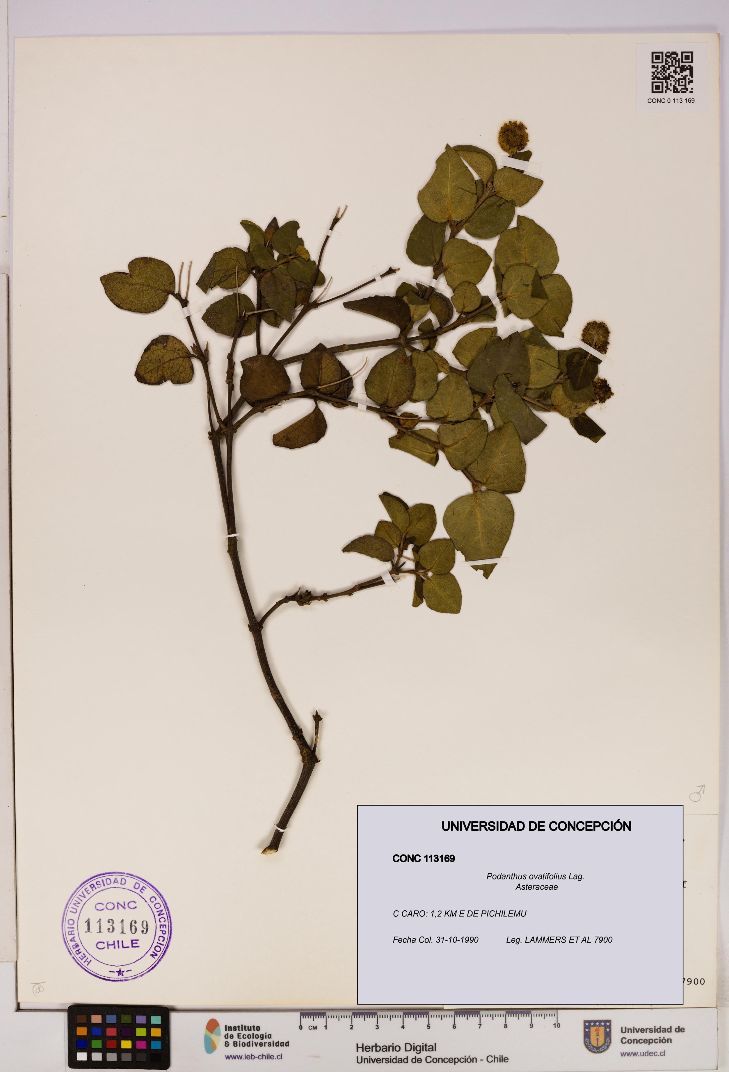 Podanthus ovatifolius [Espécimen: ]