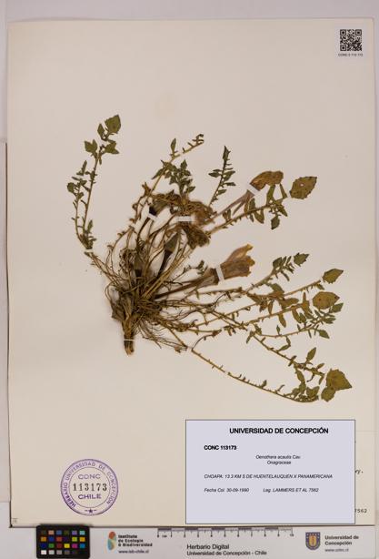 Oenothera acaulis [Espécimen: UDEC:CONC:0113173]
