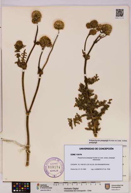 Polyachyrus poeppigii [Espécimen: UDEC:CONC:0113174]