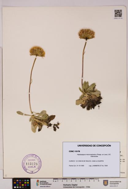 Haplopappus macrocephalus [Espécimen: UDEC:CONC:0113178]