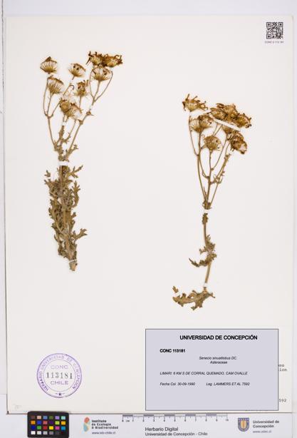 Senecio sinuatilobus [Espécimen: ]