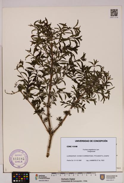 Fuchsia magellanica [Espécimen: UDEC:CONC:0113185]