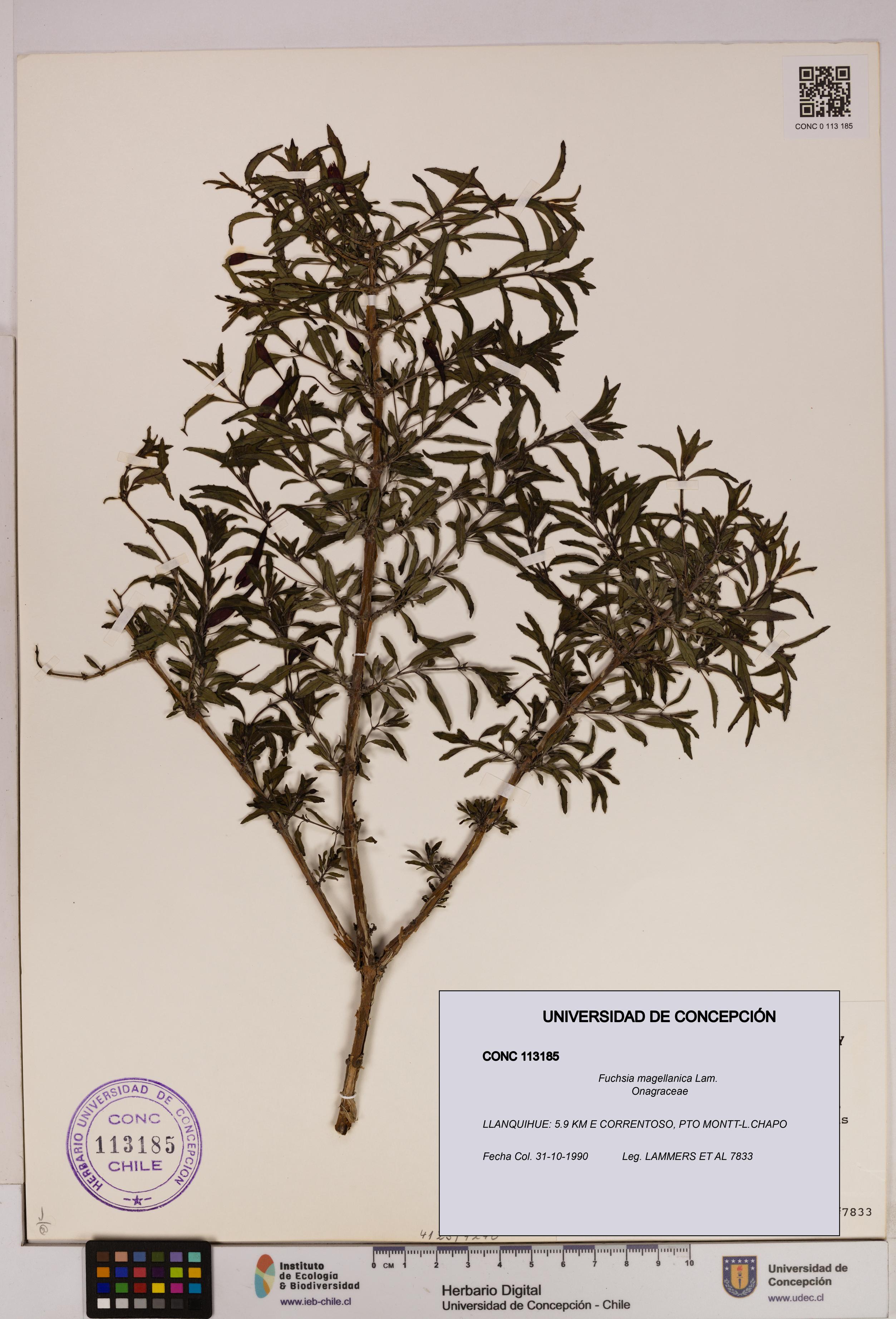 Fuchsia magellanica [Espécimen: UDEC:CONC:0113185]