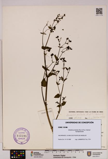 Mirabilis prostrata [Espécimen: UDEC:CONC:0113198]