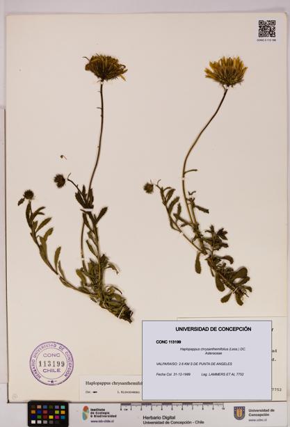 Haplopappus chrysanthemifolius [Espécimen: UDEC:CONC:0113199]