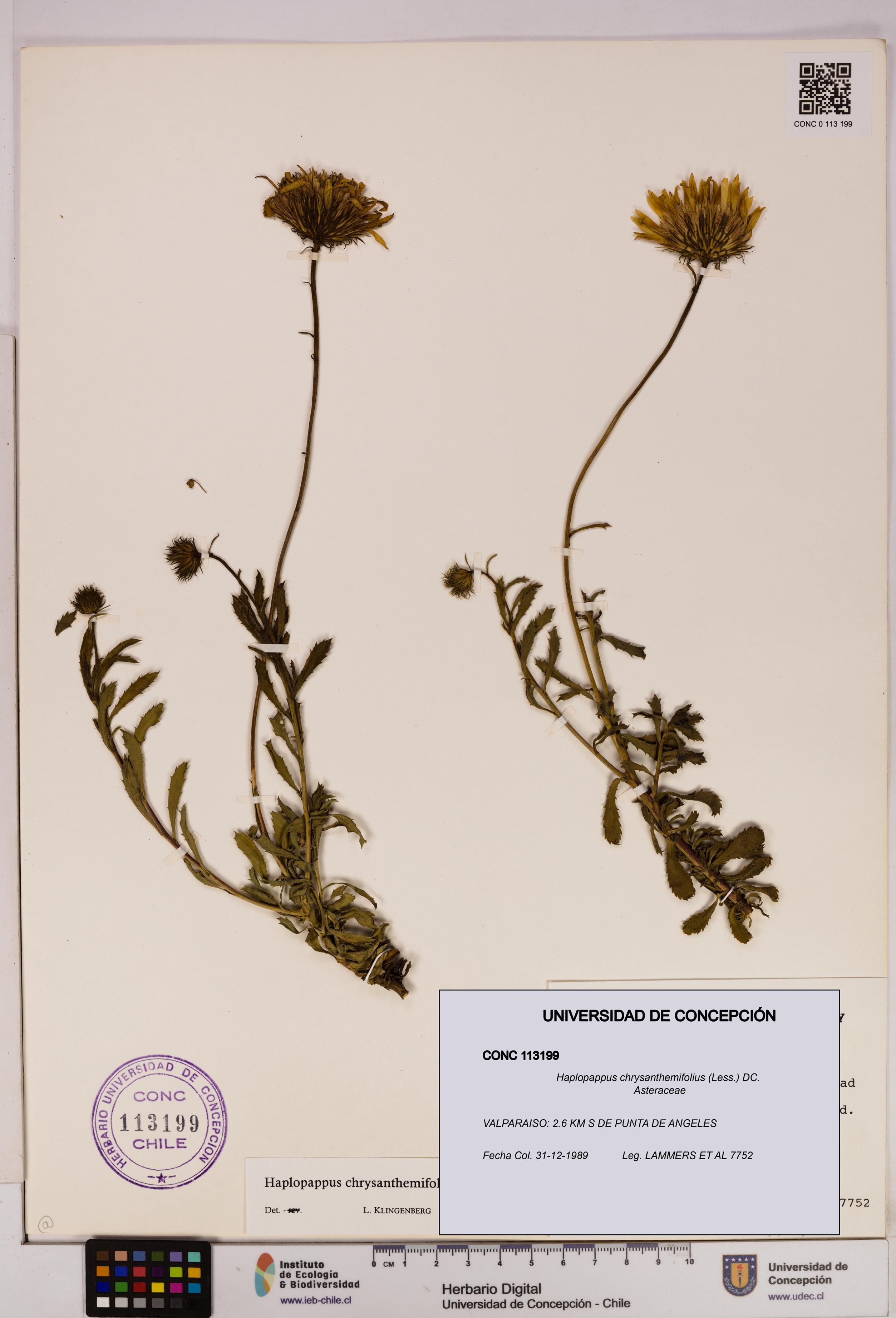 Haplopappus chrysanthemifolius [Espécimen: UDEC:CONC:0113199]