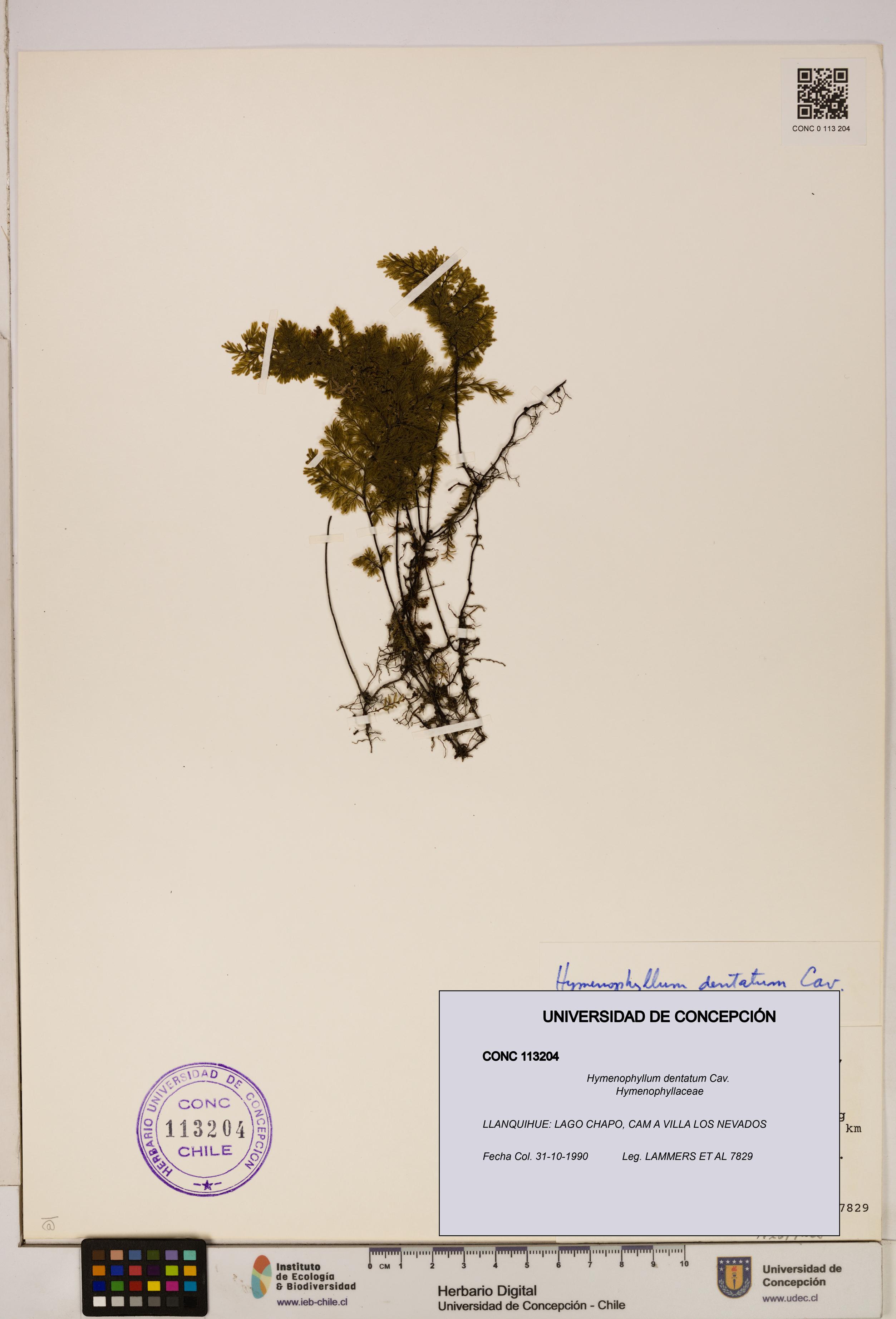 Hymenophyllum dentatum [Espécimen: UDEC:CONC:0113204]