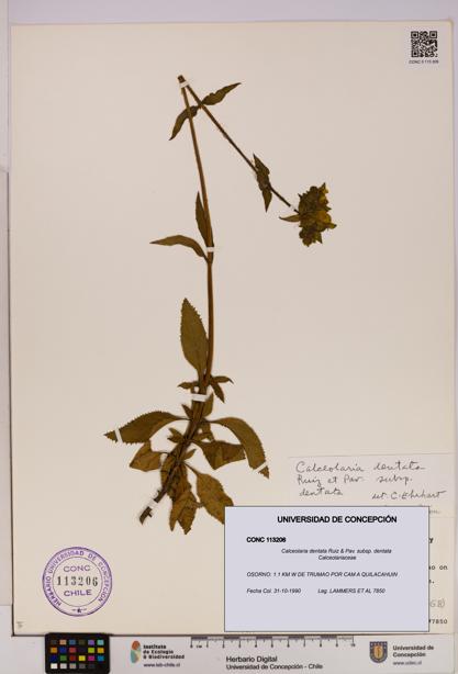 Calceolaria dentata subsp. dentata [Espécimen: UDEC:CONC:0113206]