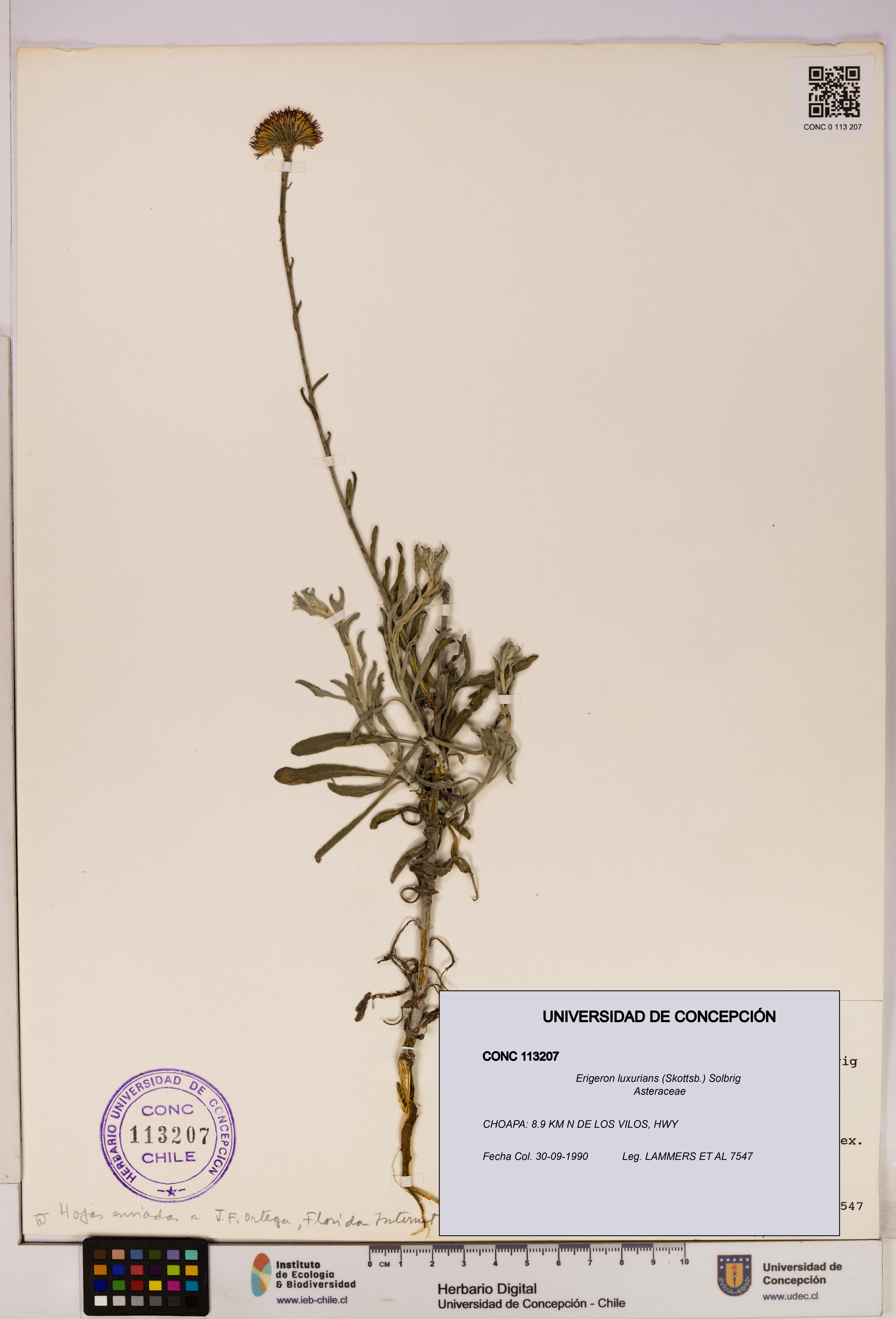 Erigeron luxurians [Espécimen: UDEC:CONC:0113207]