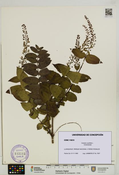 Coriaria ruscifolia [Espécimen: ]