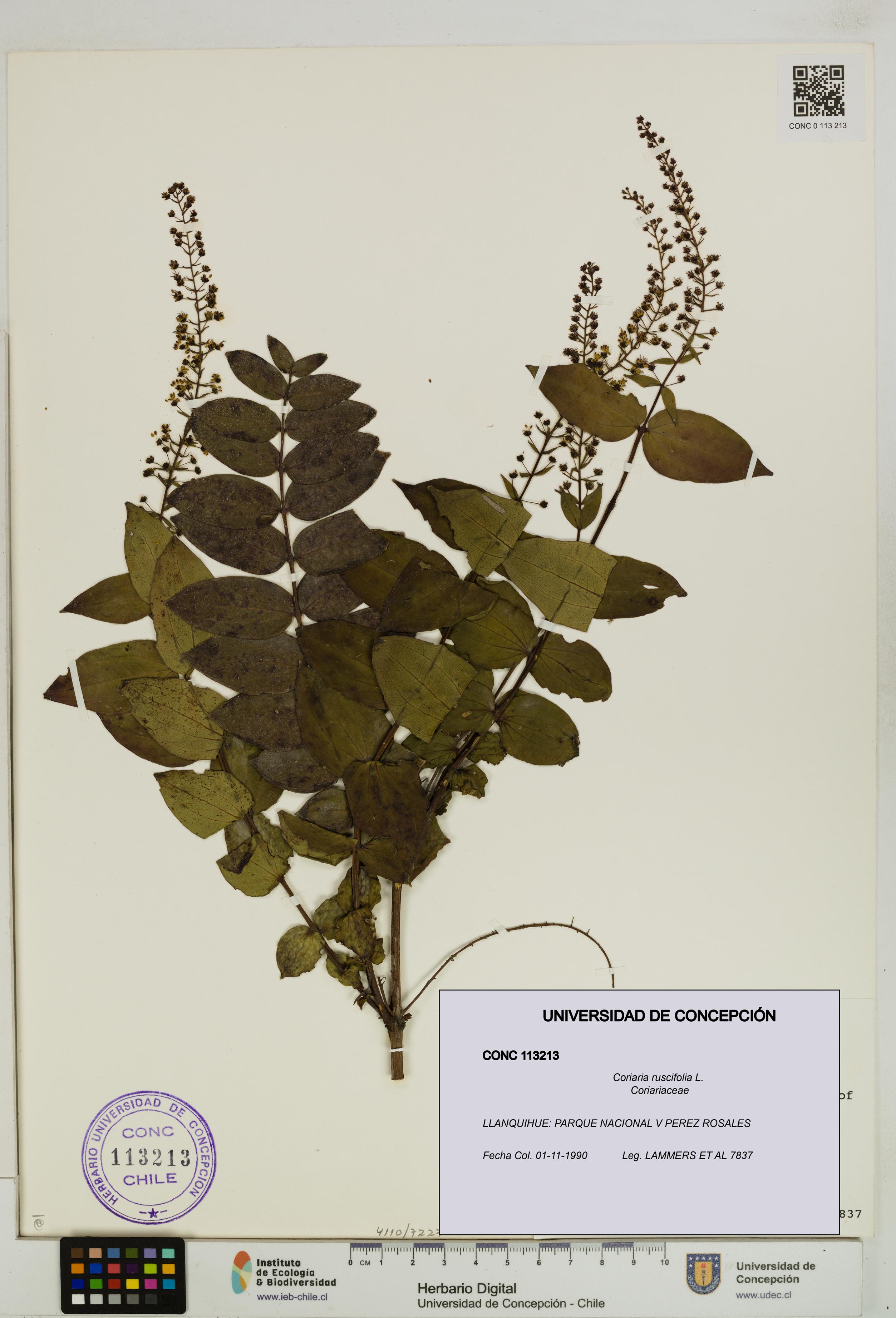 Coriaria ruscifolia [Espécimen: ]