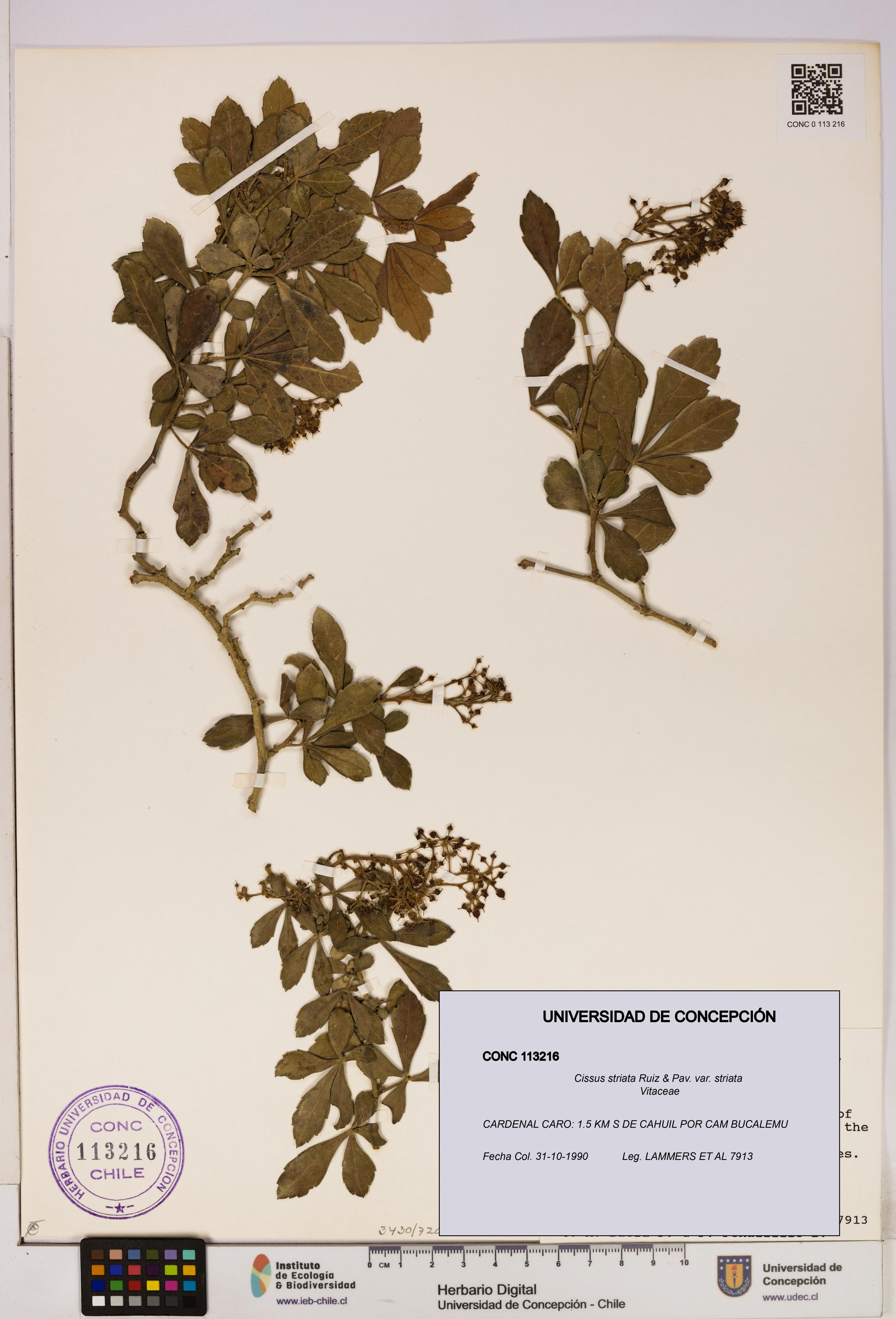 Cissus striata var. striata [Espécimen: UDEC:CONC:0113216]