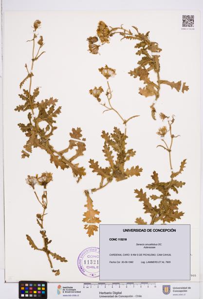 Senecio sinuatilobus [Espécimen: ]