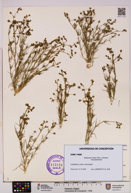 Spergularia villosa [Espécimen: UDEC:CONC:0113220]