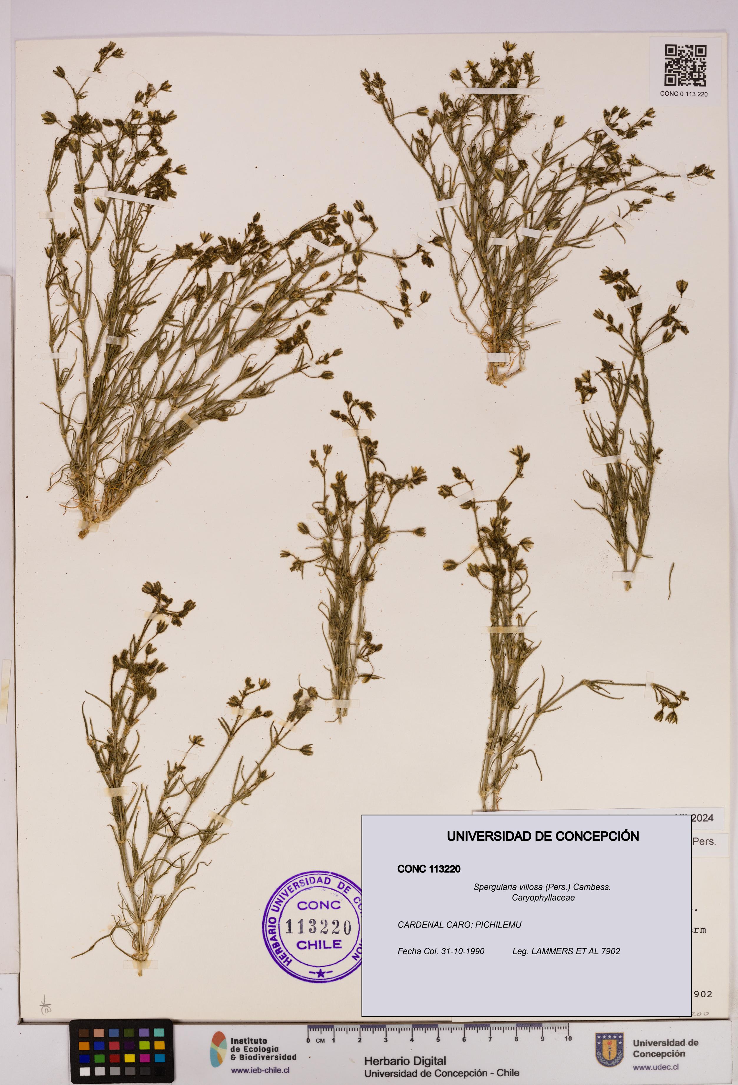 Spergularia villosa [Espécimen: UDEC:CONC:0113220]