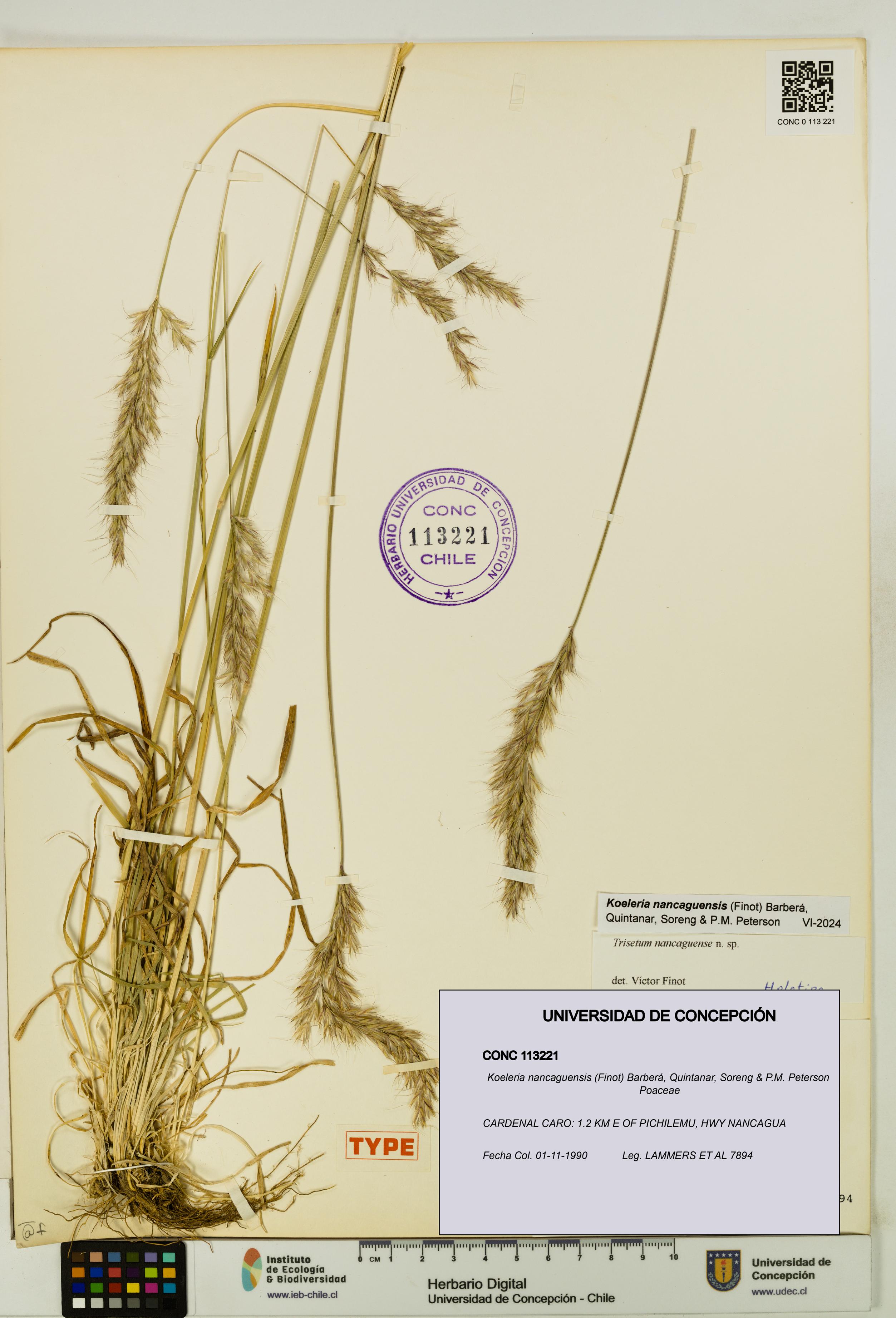 Koeleria nancaguensis [Espécimen: UDEC:CONC:0113221]