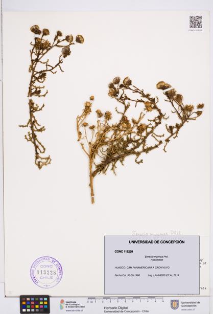 Senecio murinus [Espécimen: ]
