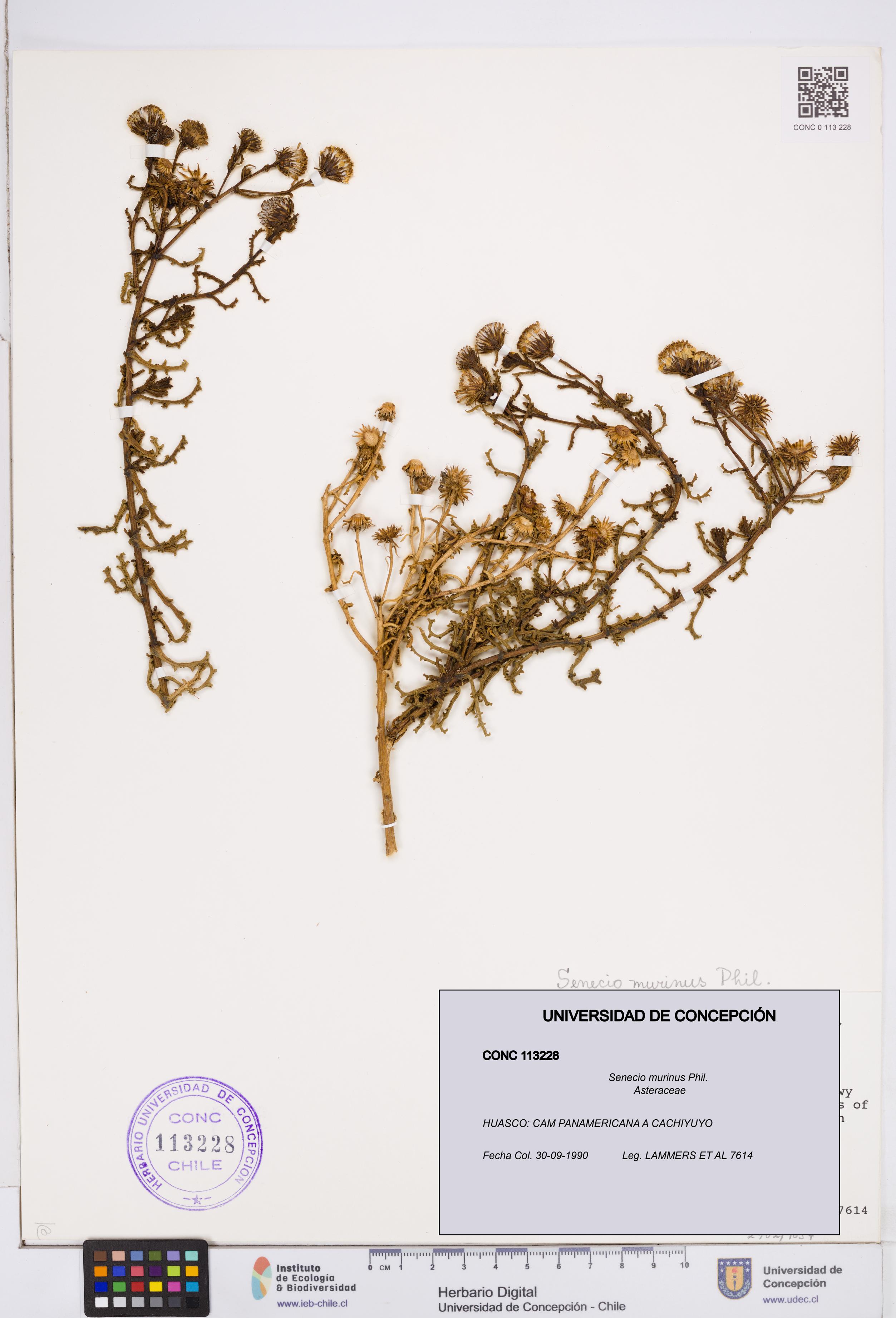 Senecio murinus [Espécimen: ]