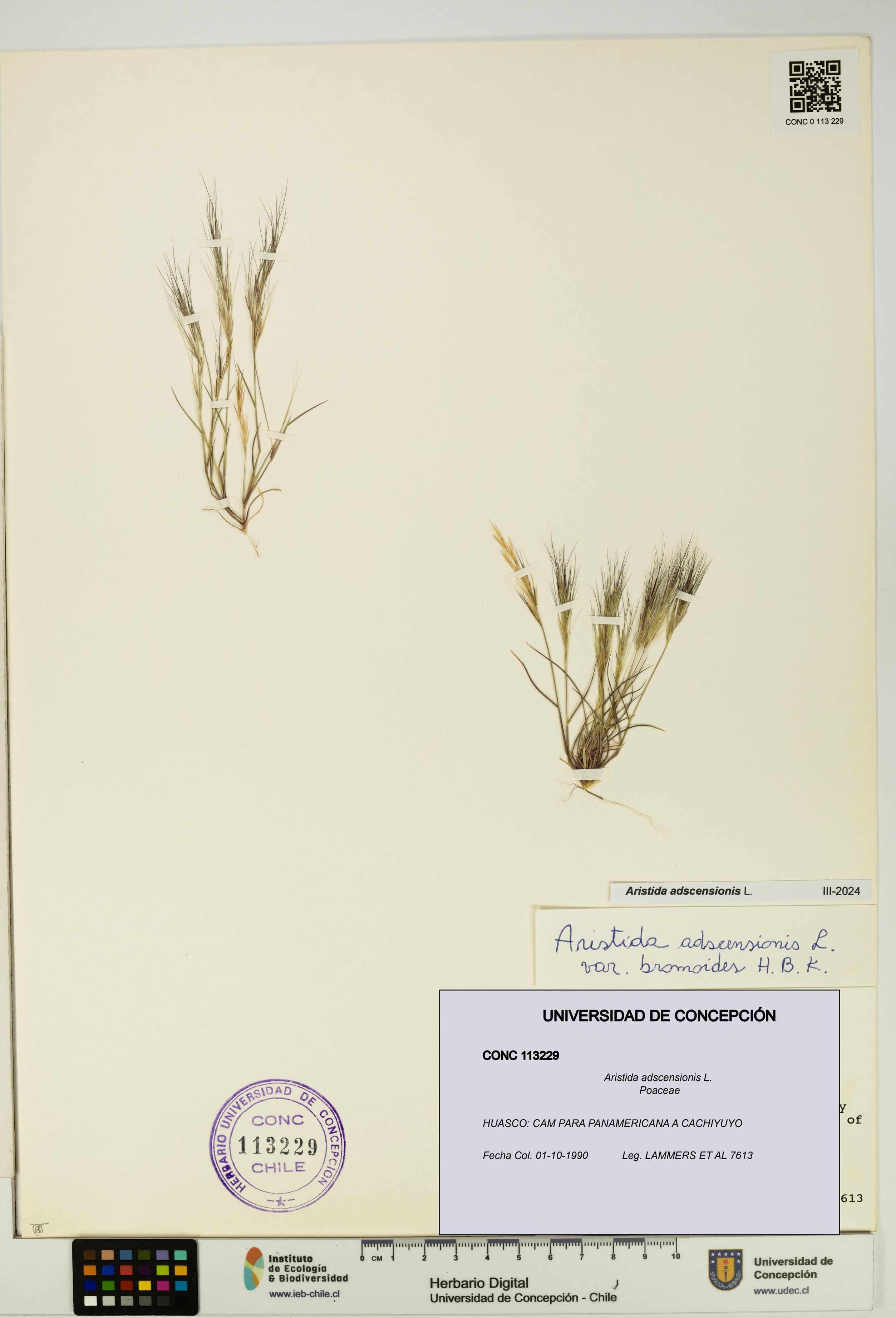Aristida adscensionis [Espécimen: UDEC:CONC:0113229]