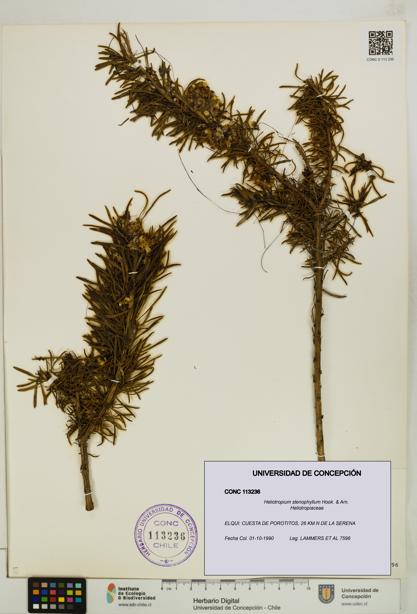 Heliotropium stenophyllum [Espécimen: UDEC:CONC:0113236]