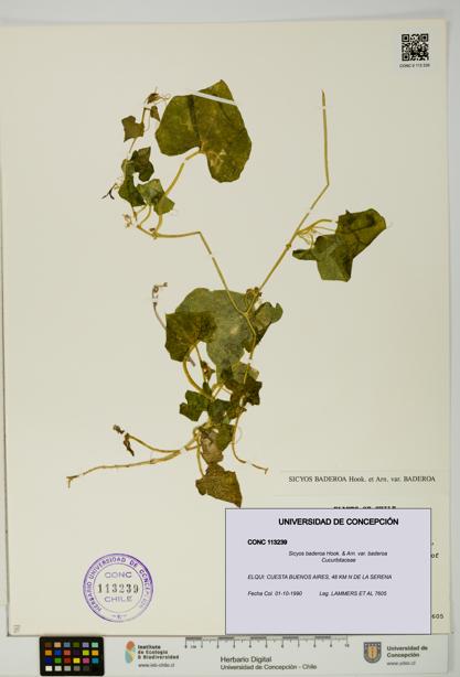 Sicyos baderoa var. baderoa [Espécimen: UDEC:CONC:0113239]