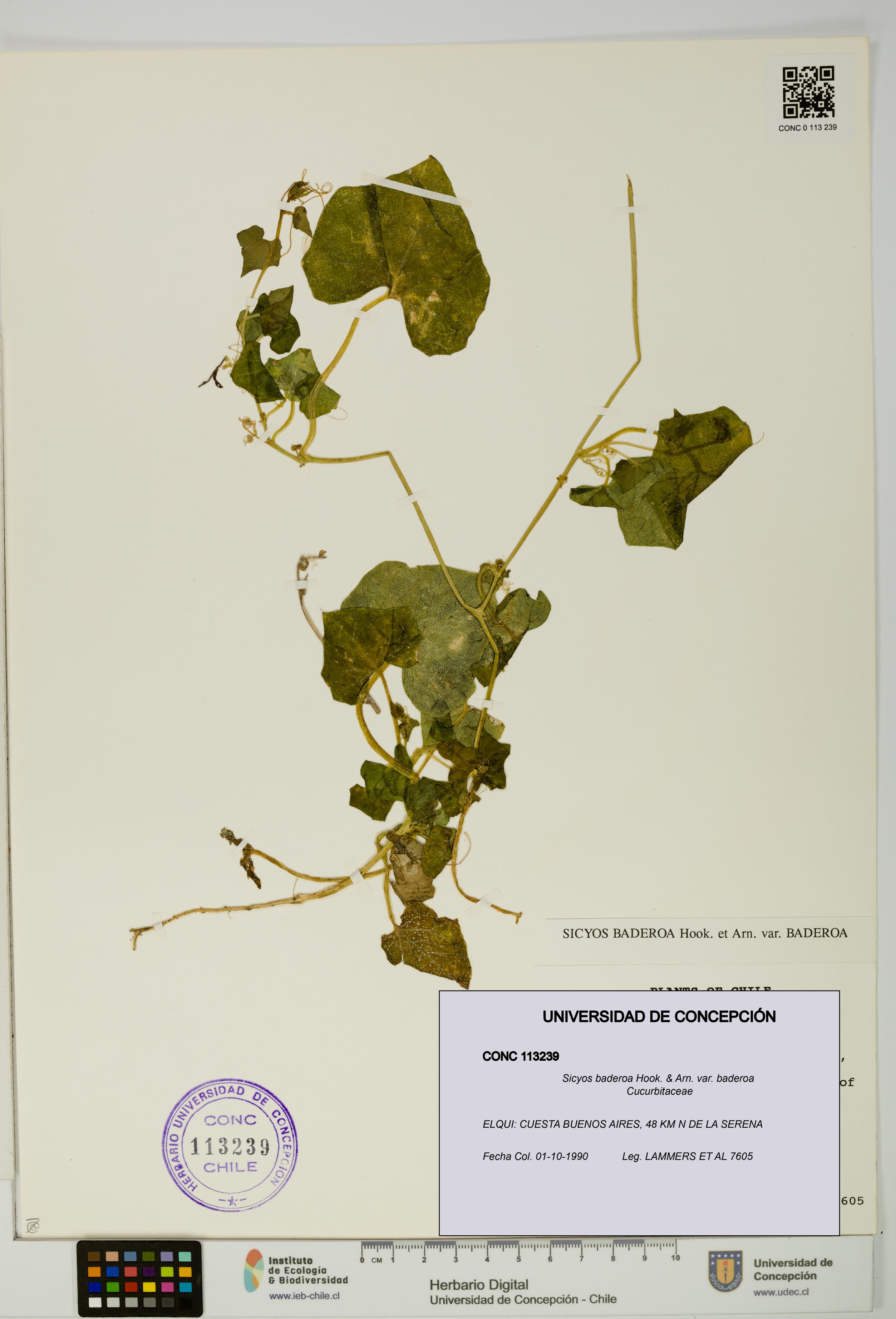 Sicyos baderoa var. baderoa [Espécimen: UDEC:CONC:0113239]