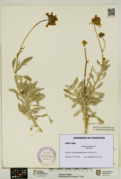 Encelia canescens [Espécimen: UDEC:CONC:0113240]