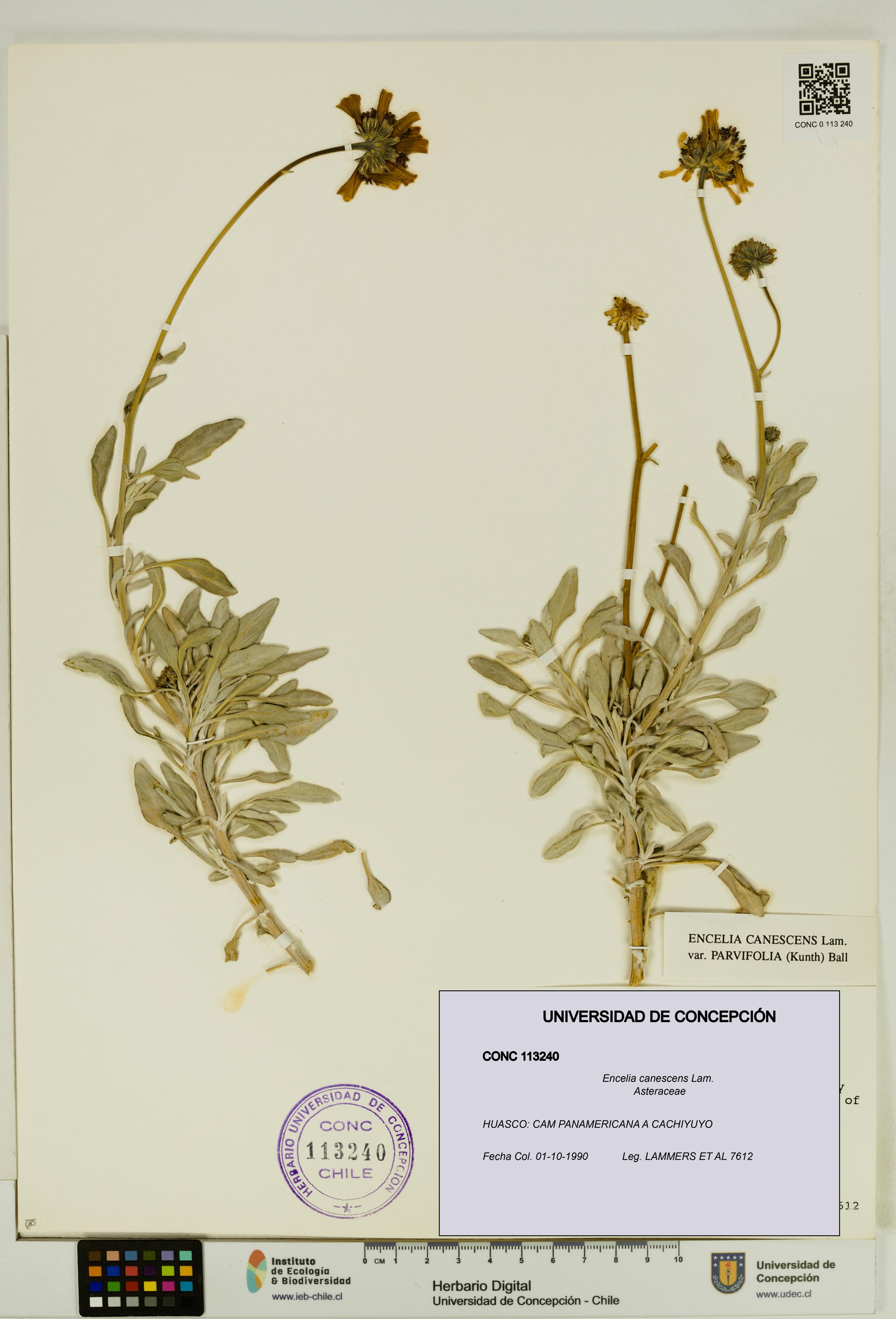 Encelia canescens [Espécimen: UDEC:CONC:0113240]