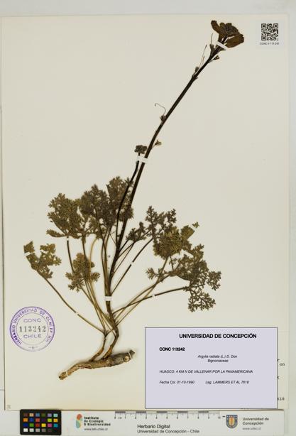 Argylia radiata [Espécimen: UDEC:CONC:0113242]
