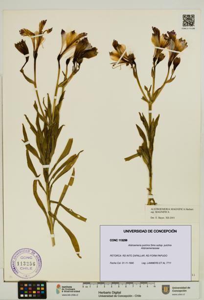 Alstroemeria pulchra [Espécimen: UDEC:CONC:0113256]
