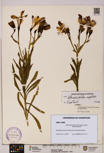 Alstroemeria pulchra subsp. pulchra [Espécimen: UDEC:CONC:0113256]