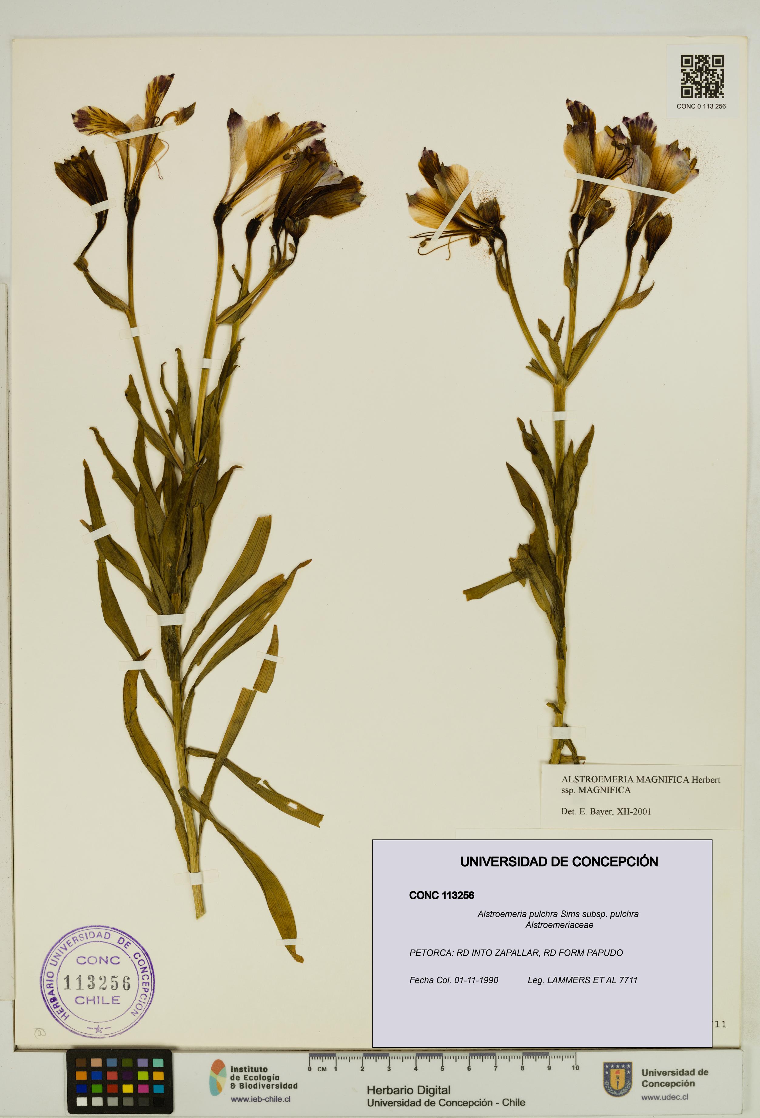 Alstroemeria pulchra [Espécimen: UDEC:CONC:0113256]