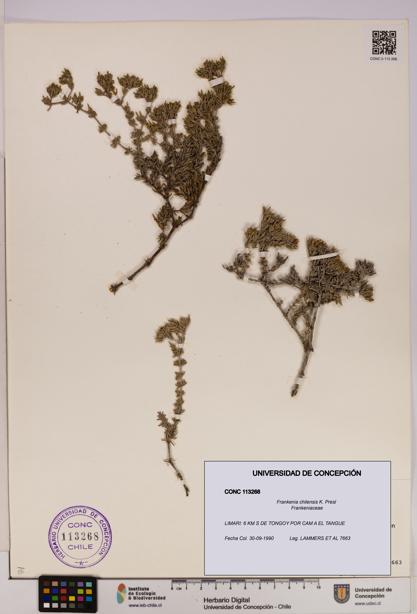 Frankenia chilensis [Espécimen: UDEC:CONC:0113268]