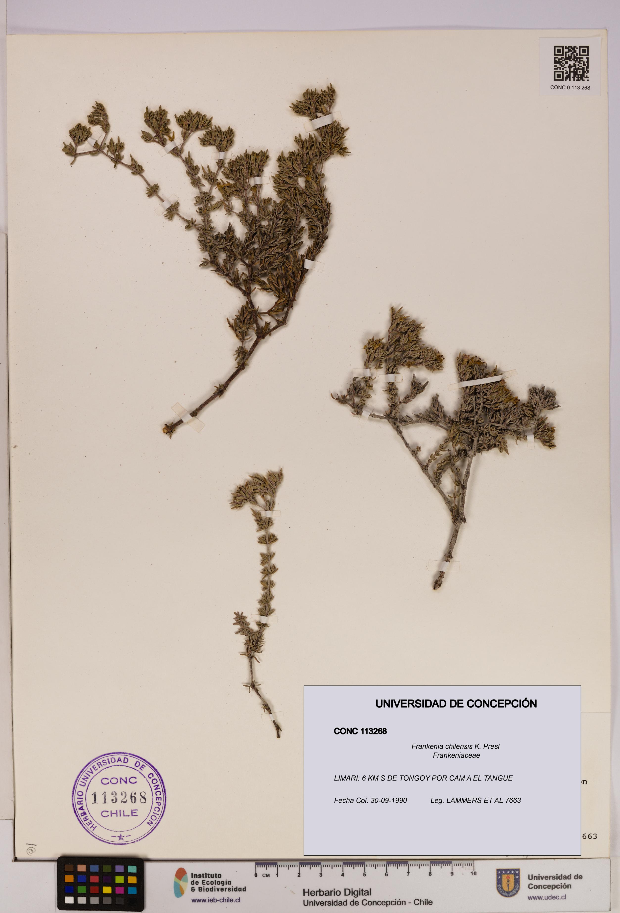 Frankenia chilensis [Espécimen: UDEC:CONC:0113268]
