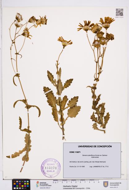 Senecio planiflorus [Espécimen: ]